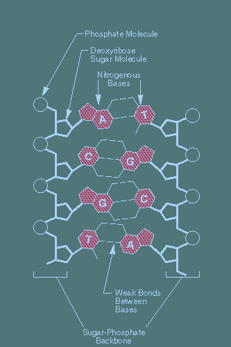 DNA