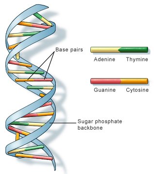 DNA