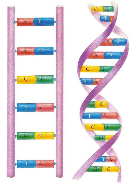 DNA