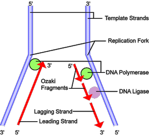 DNA replication