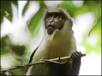 Diana monkey