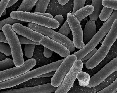 Escherichia coli