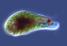 Euglena