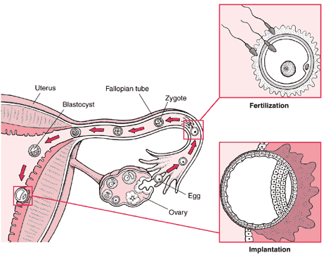 Fallopian tube and egg fertilization