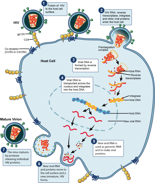 HIV replication cycle