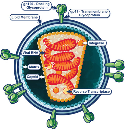 HIV virion