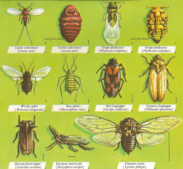 various species of Hemiptera