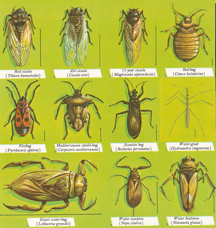 various species of Hemiptera
