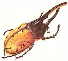 Hercules beetle