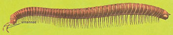 Julus millipede