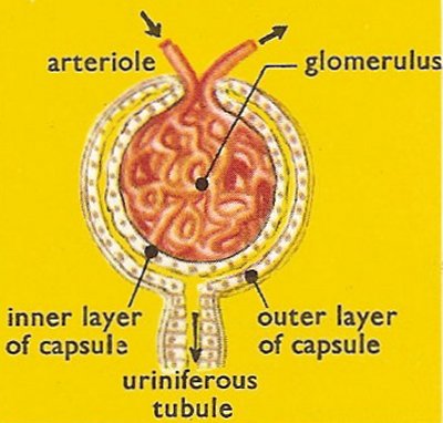 Malpighian capsule