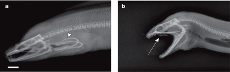 the moray eel's secondary jaws