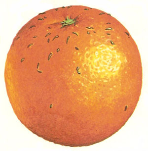The flecks on this orange are really little scales, each covering a tiny hemipteran insect. Its name is Mytolococcus beckii, or the mussel scale insect