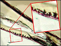 Nakhla meteorite cross-section