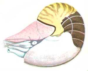 Nautilus pompilius