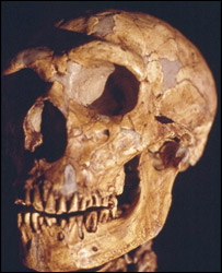 Neanderthal skull