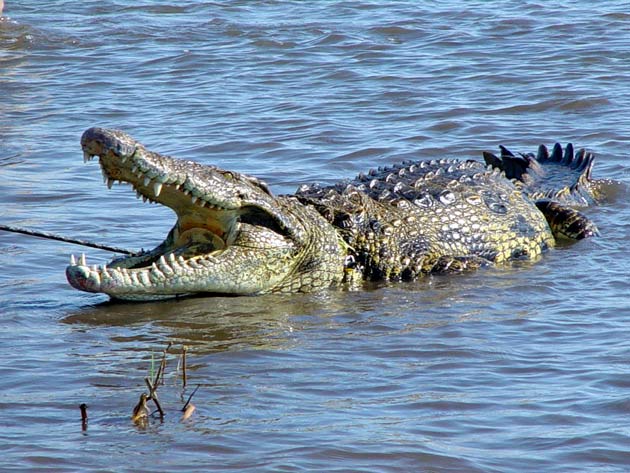 Nile crocodile