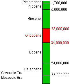 Oligocene