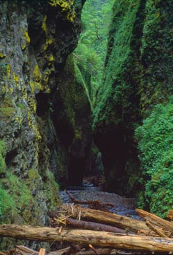 Oneonta Gorge