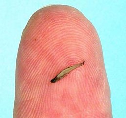 Full-grown Paedocypris progenetica on finger tip