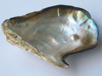 Pearl oyster