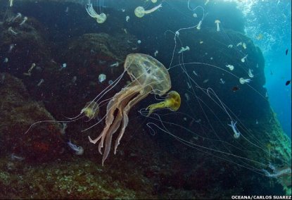 Pelagia noctiluca