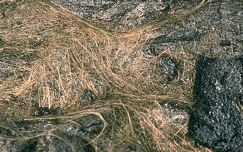 Pele's hair