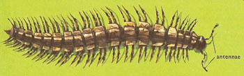 Polydesmus millipede