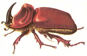 Rhinoceros beetle