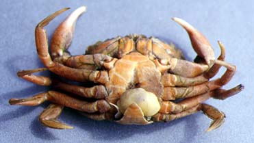 Sacculina infecting the Shore Crab, Carcinus maenas