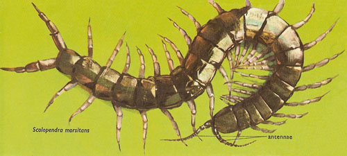 Scolopendra morsitans