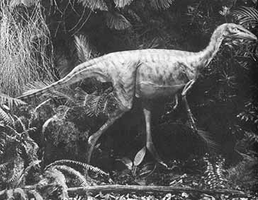 reconstruction of Stenonychosaurus