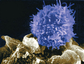 T-lymphocyte