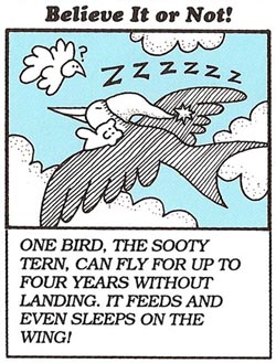 The sooty tern can sleep while flying