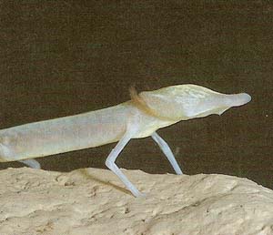 Texas blind salamander