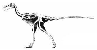 Troodon