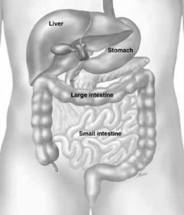 principal organs of the human abdomen