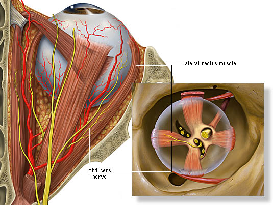 abducens nerve