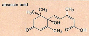 abscisic acid