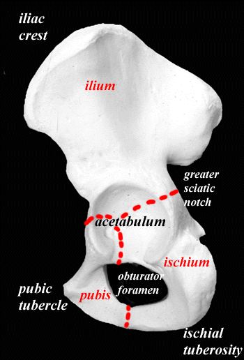 hip joint