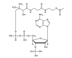 acetyl coenzyme A molecule