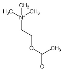 acetylcholine molecule