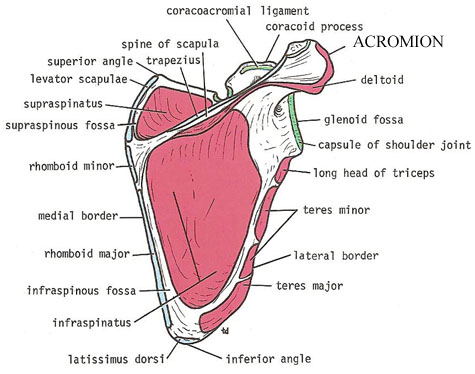 Important muscular and ligamentous attachments to the 
            right scapula, posterior surface