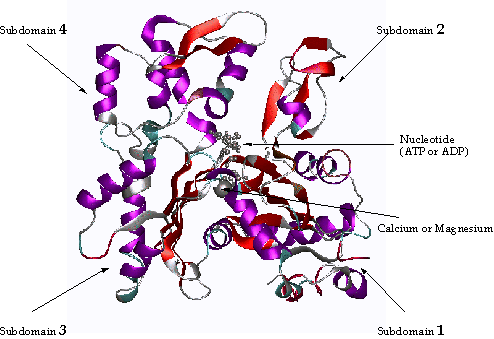 actin monomer