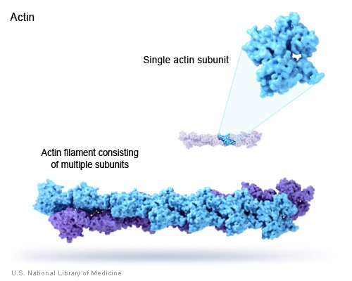 actin filament