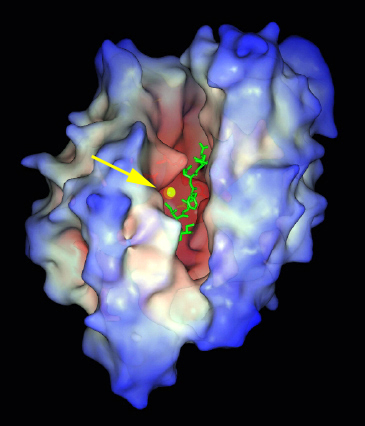 active site