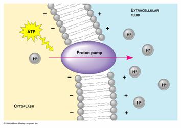 active transport