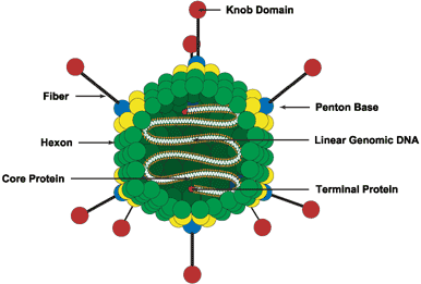 structure of an adenovirus virion