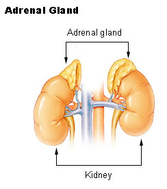 adrenal glands