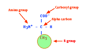 alanine